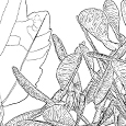  Acer velutinum